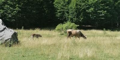 image from Eine Runde aussetzen