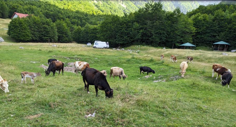 Kühe schlendern den ganzen Tag über den Campingplatz