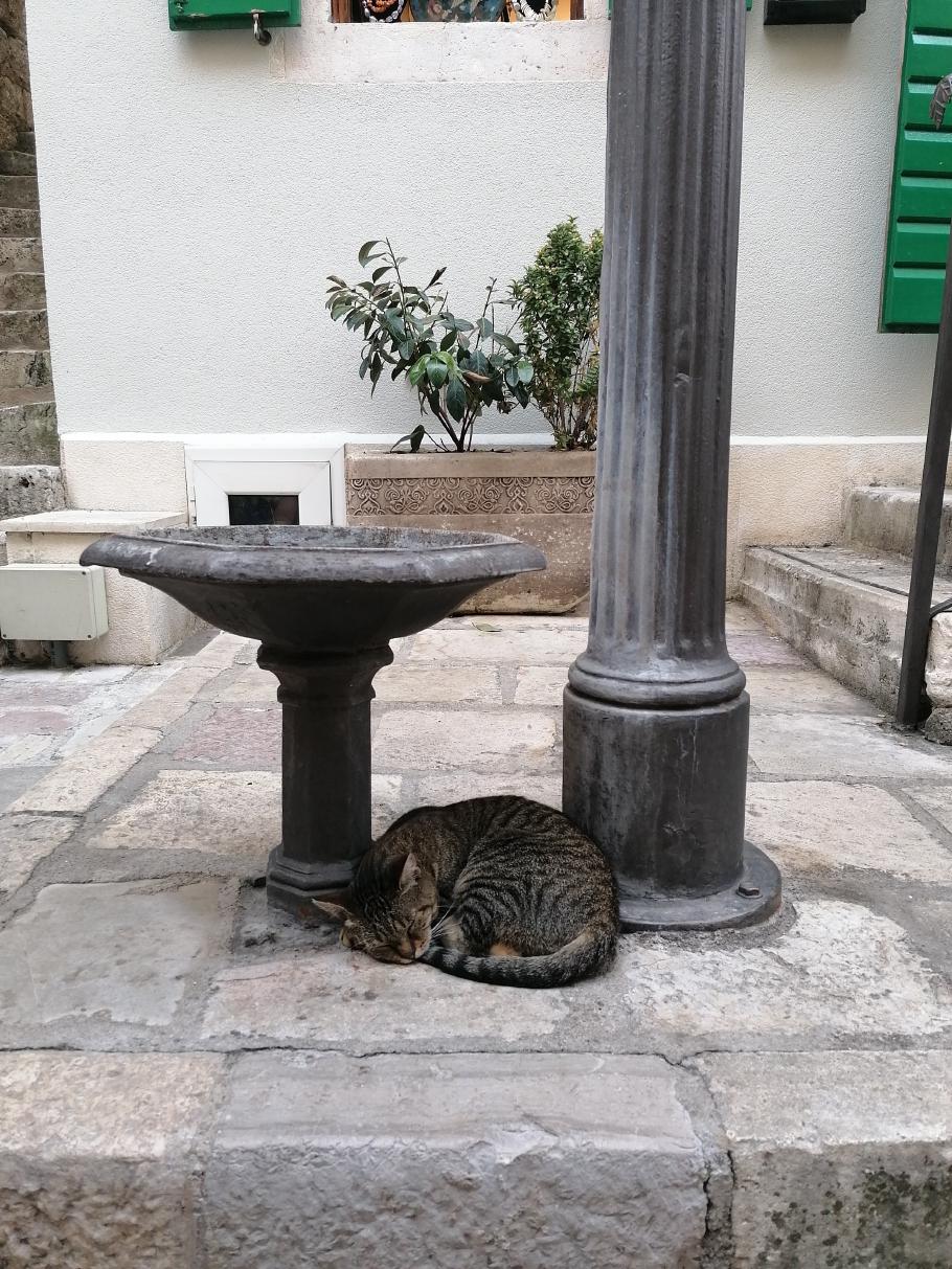 Nach wenigen Schritten sehen wir die erste Katze