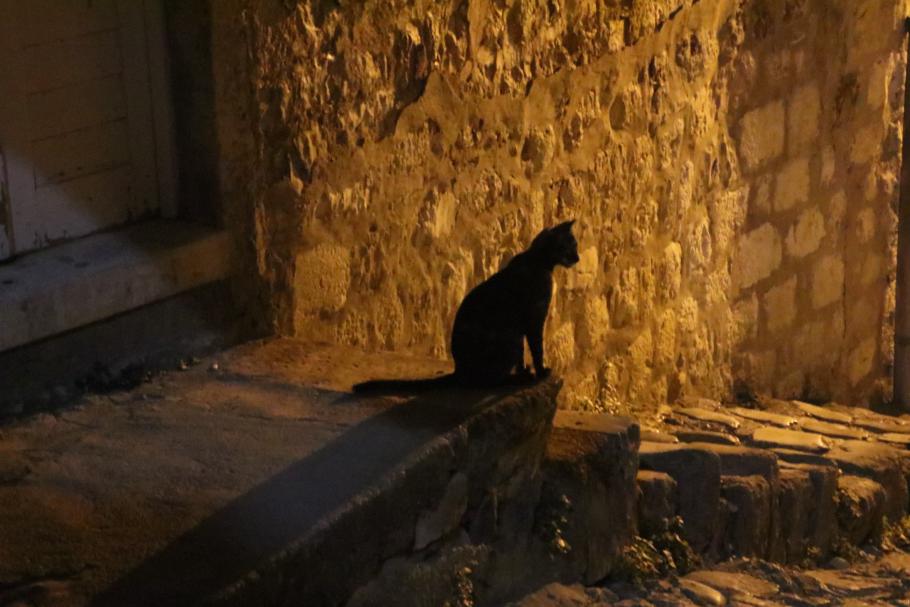 Unten wartet eine der Katzen auf uns