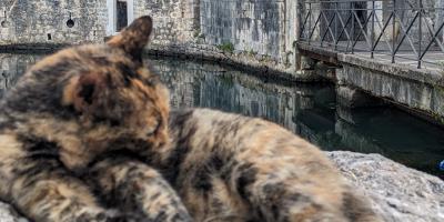 image from Überall Katzen