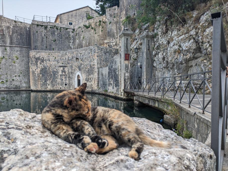 Die obligatorische Katze hält vor dem Südtor Wache