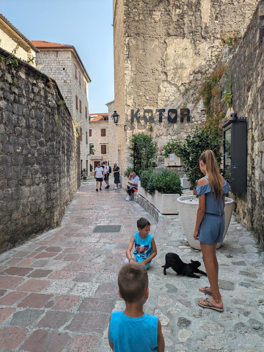 Diese Katze fühlt sich von Annabell geweckt
