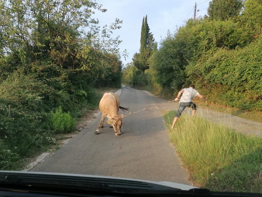 Ein kleines Hinderniss muss ich dann doch noch von der Straße räumen