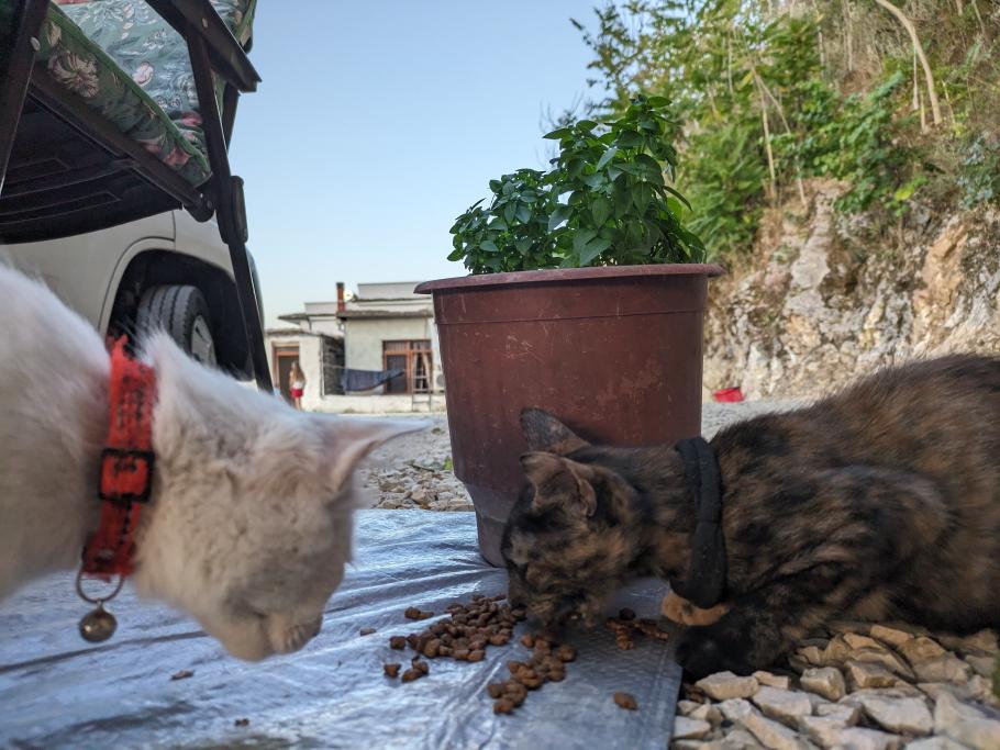 Für die beiden Katzen haben wir Futter aus dem Supermarkt mitgebracht