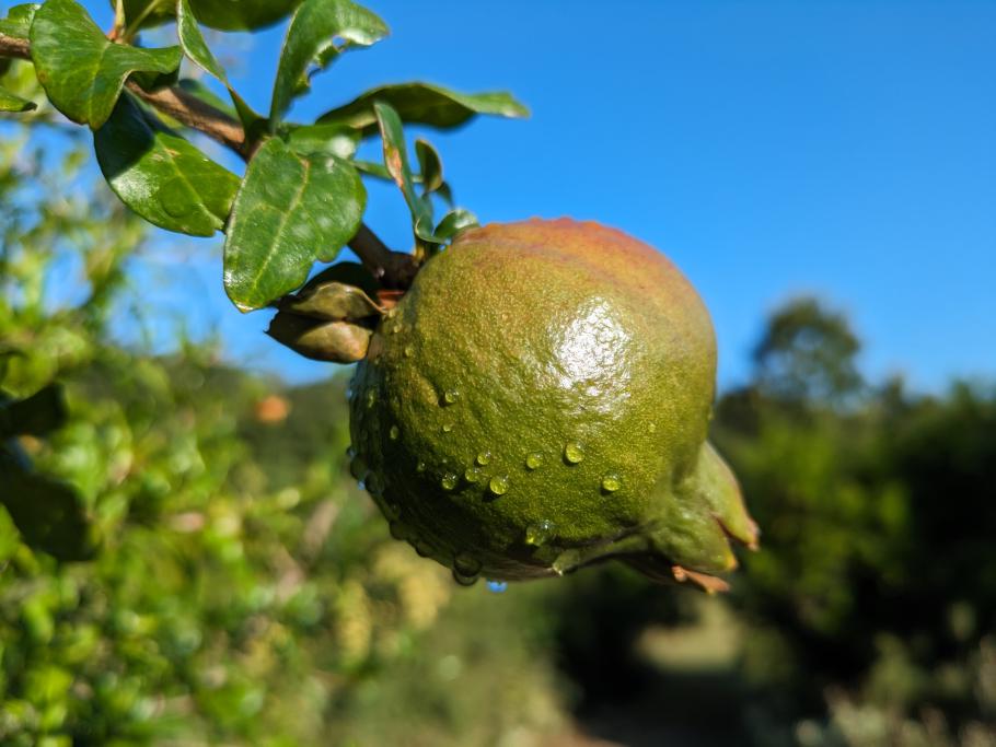 Das Grün hier freut sich über den Regen heute Nacht