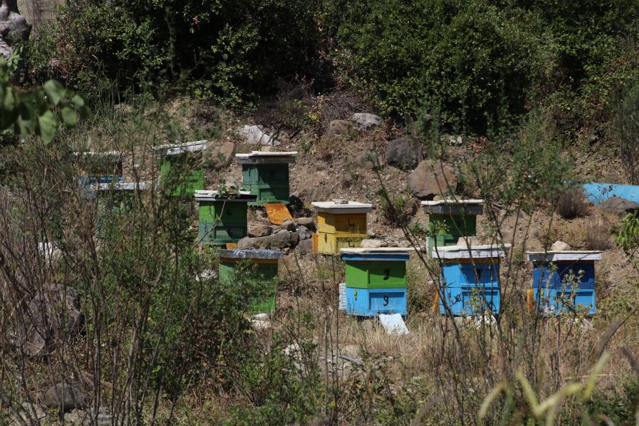 Bienenstöcke haben wir hier schon oft gesehen - es wird ja auch an jeder Straßenecke guter Honig verkauft