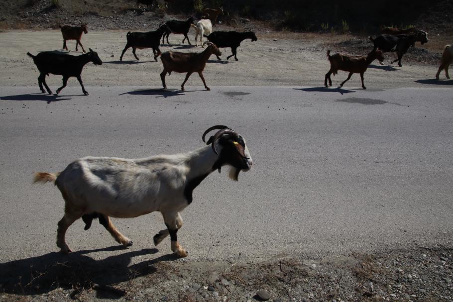 Am Morgen treibt ein Hirte seine Ziegenherde am Campingplatz vorbei