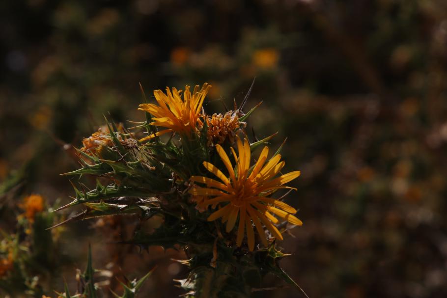 Verschiedene Pflanzen blühen am Wegesrand