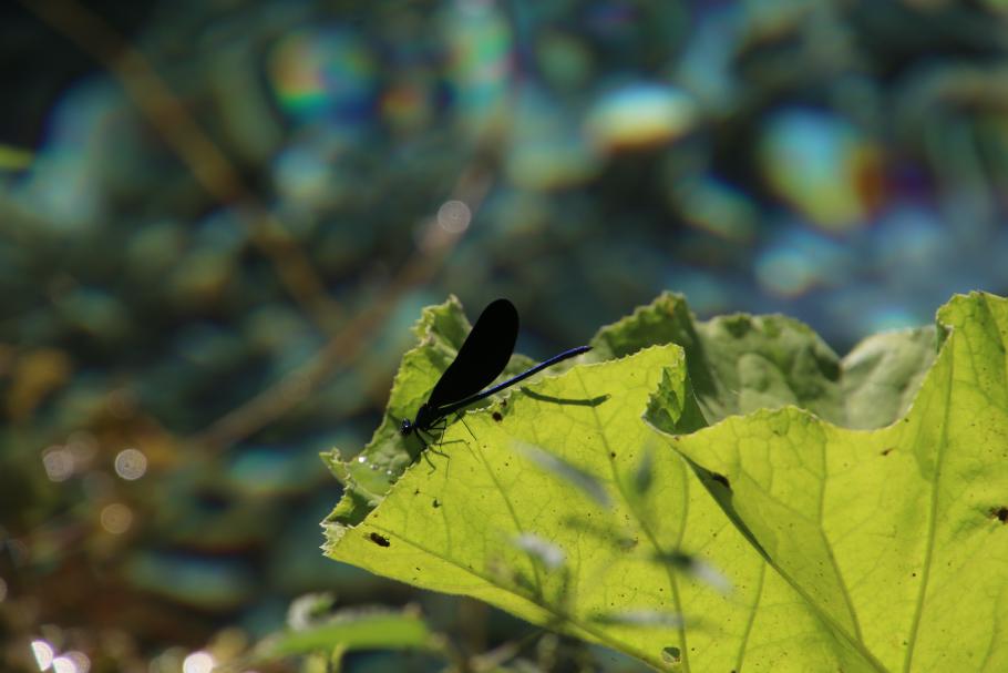 Farblich passende Libellen umschwirren uns