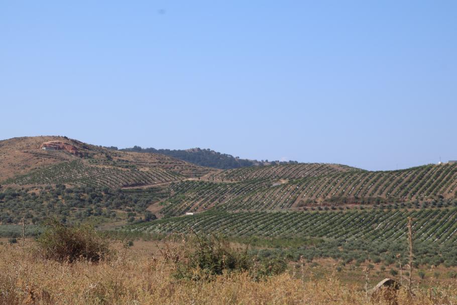 Die Hänge sind mit Oliven- und Orangenbäumen bewachsen