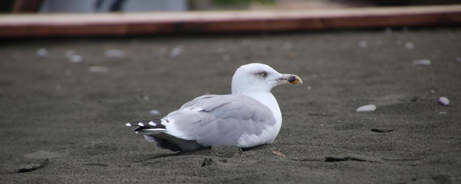 Es sind so wenige Leute am Strand, dass sich nicht einmal die Möwen stören lassen