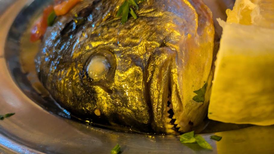 Die Dorade schwamm vermutlich heute Vormittag noch mit uns im Meer