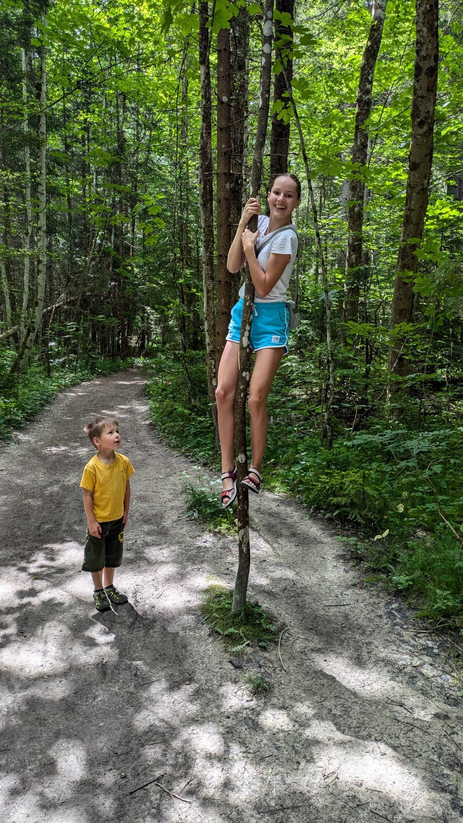 Mitten im Wald wachsen hier Kletterstangen