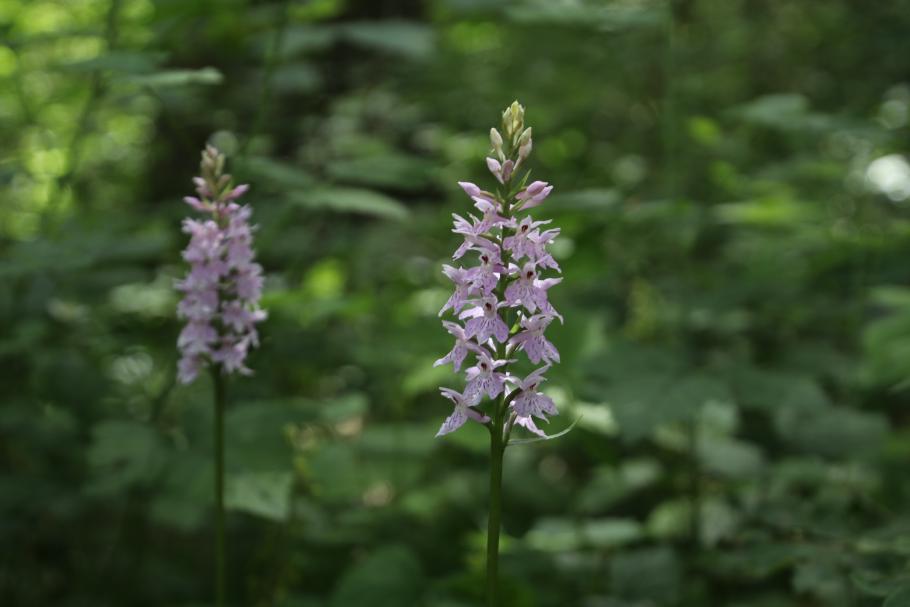 Überall wachsen kleine Orchideen, hier der &ldquo;gefleckte Fingerwurz&rdquo;