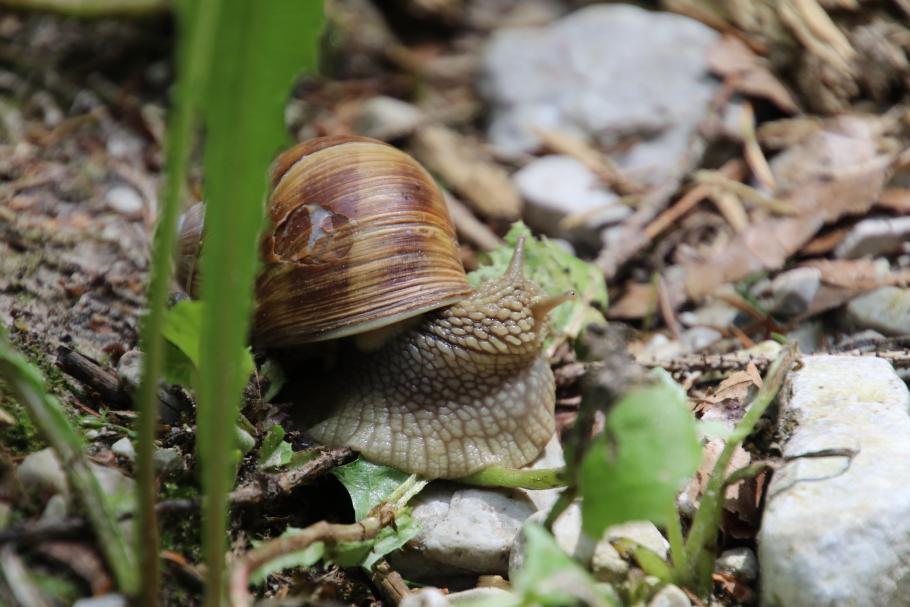 Wer schleicht denn da?