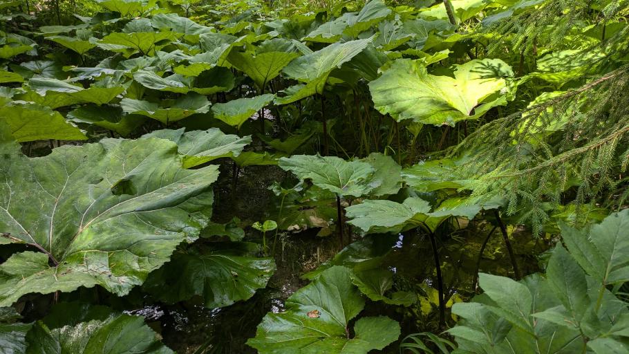 Im Bächlein wächst der wunderschön grüne Pestwurz