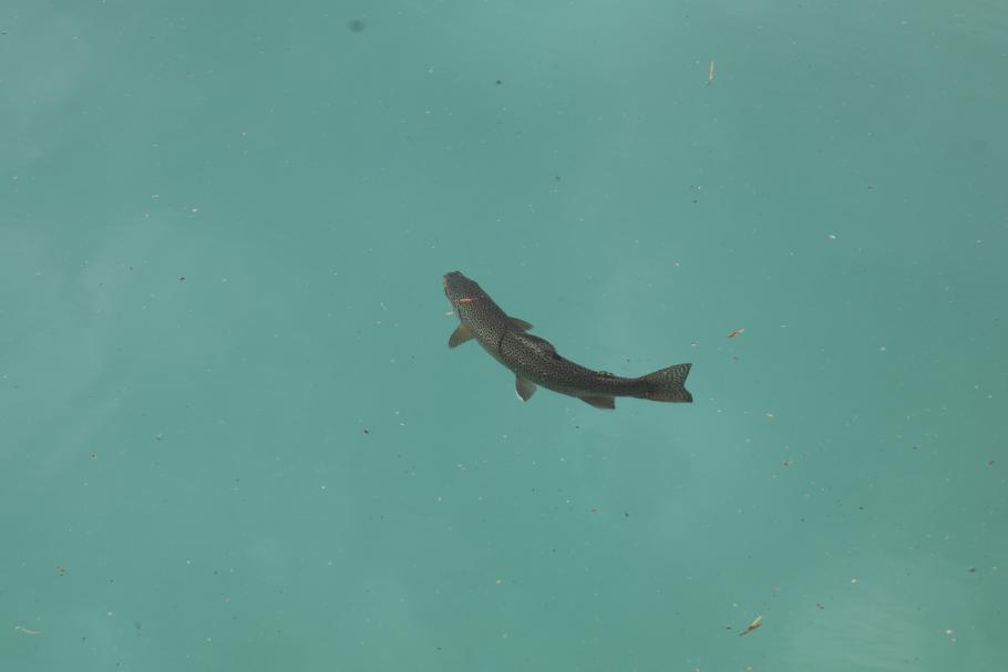 Im glasklaren Wasser schwimmen die Forellen