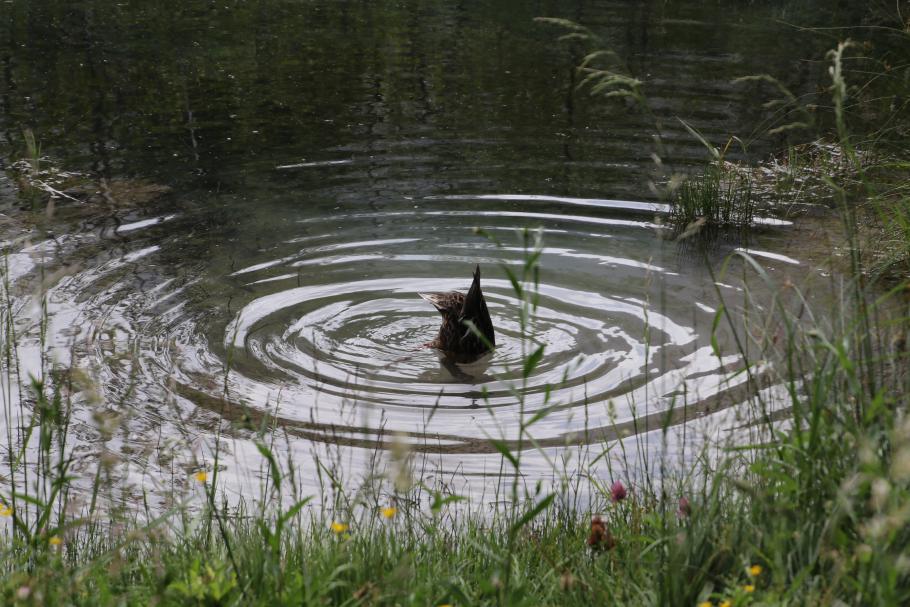 Köpfchen in das Wasser&hellip;