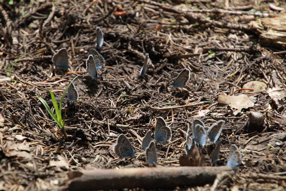 Zumindest die Schmetterlinge freuen sich über viele Pfützen