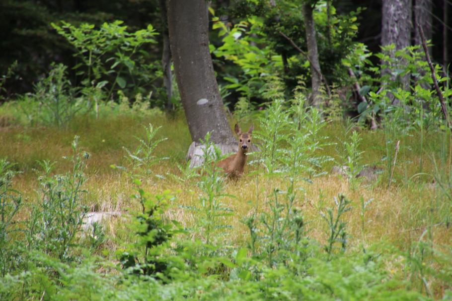 Annabell erwischt das scheue Reh, bevor es im Unterholz verschwindet