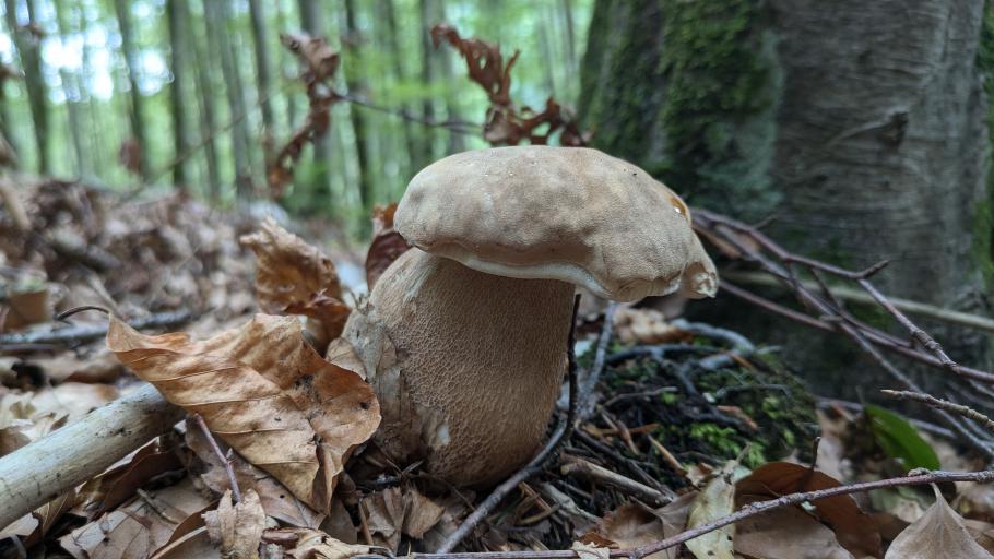 Anke hat den Wald kaum betreten, da findet sie den ersten Steinpilz