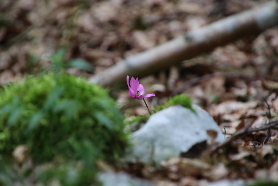 Auch wilde Alpenveilchen sehen wir