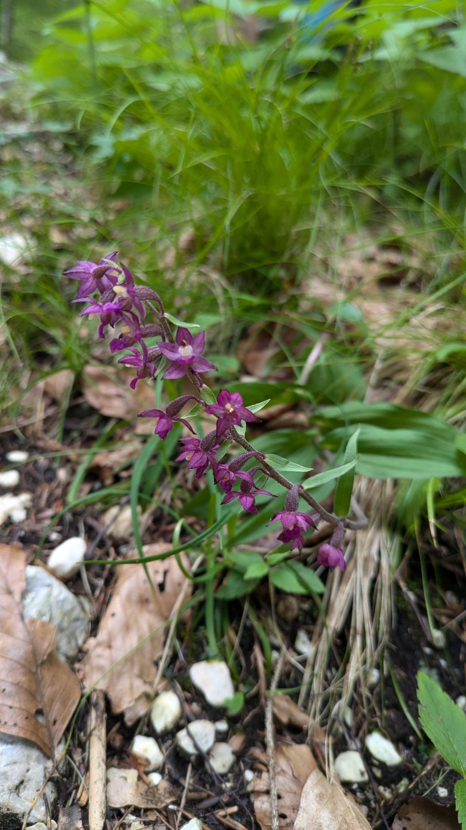 Braunrote Stendelwurz