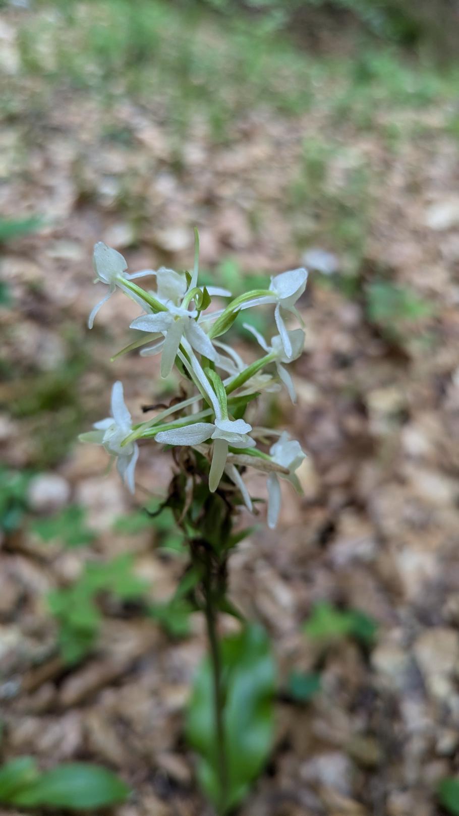 Zweiblättrige Waldhyazinthe