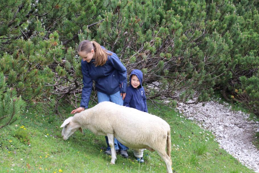 Mattis würde am liebsten bei der Schafherde bleiben