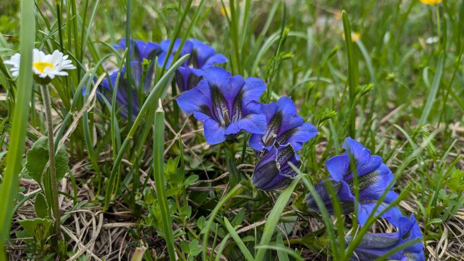 Blau blau blau blüht der Enzian