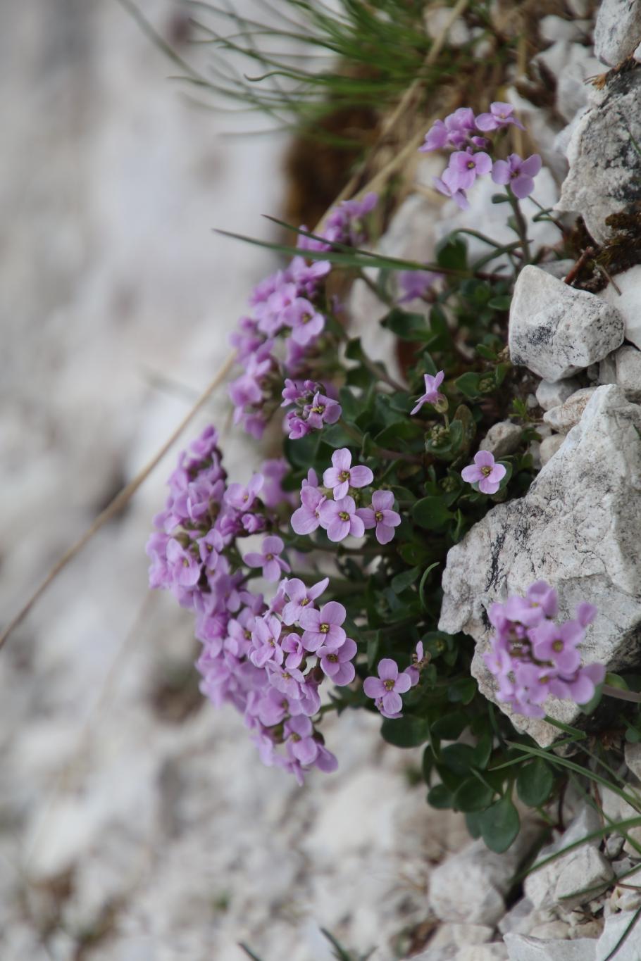 Selbst hier behaupten sich die Blümchen