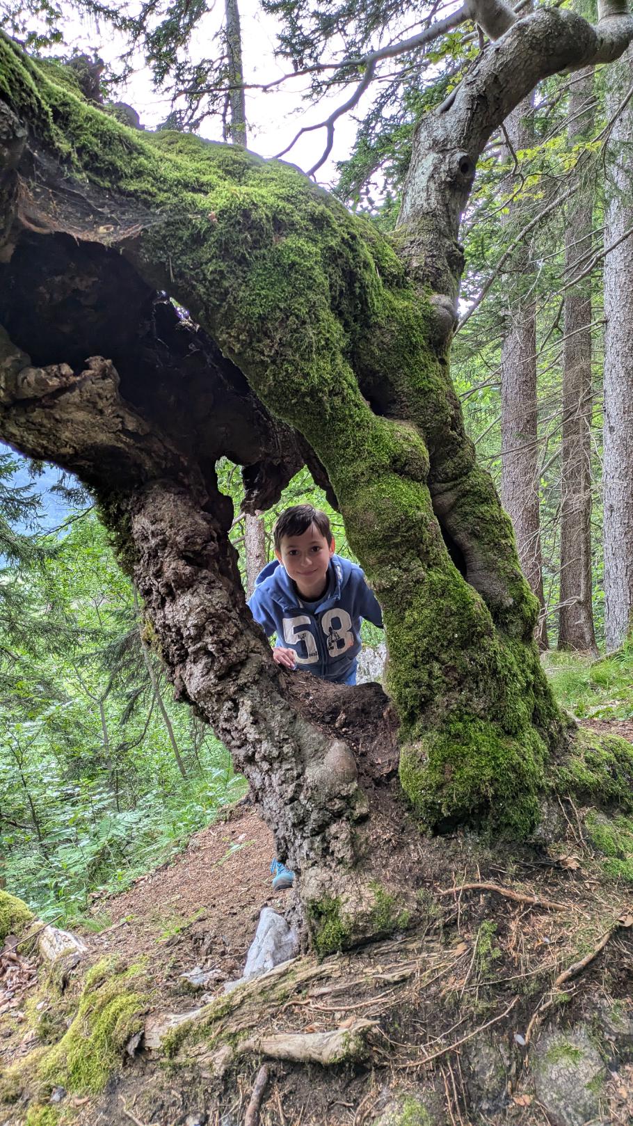 Wir sehen so manchen knorrig-alten Baum