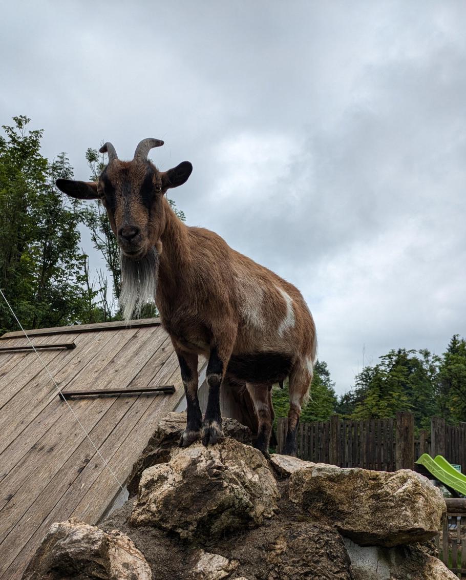 Eine Bergziege bewacht den Eingang zur Schlucht