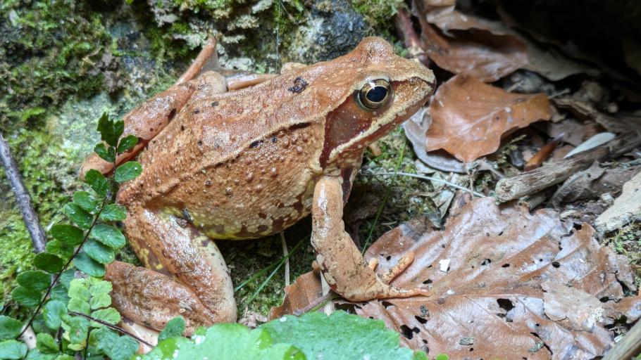 Auch die Kröte mag die hohe Luftfeuchtigkeit