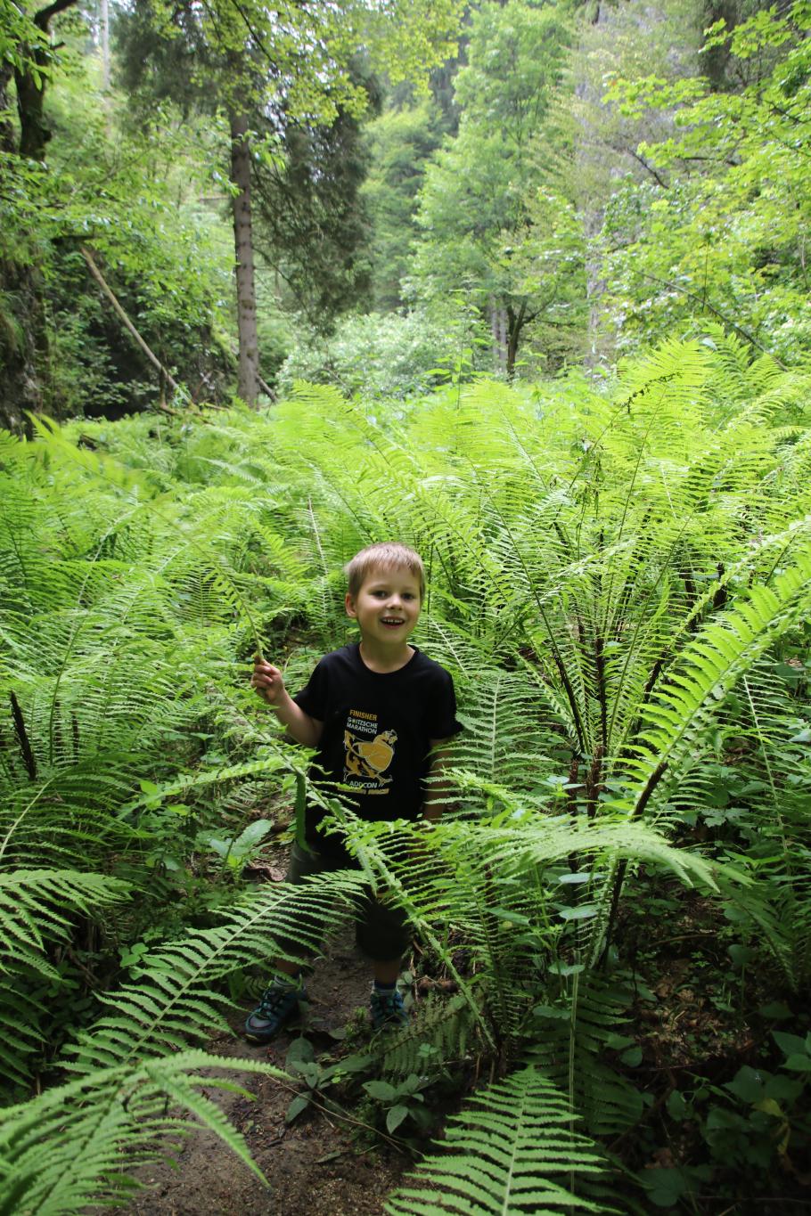 Auf der anderen Seite stehen wir plötzlich inmitten großer Farne
