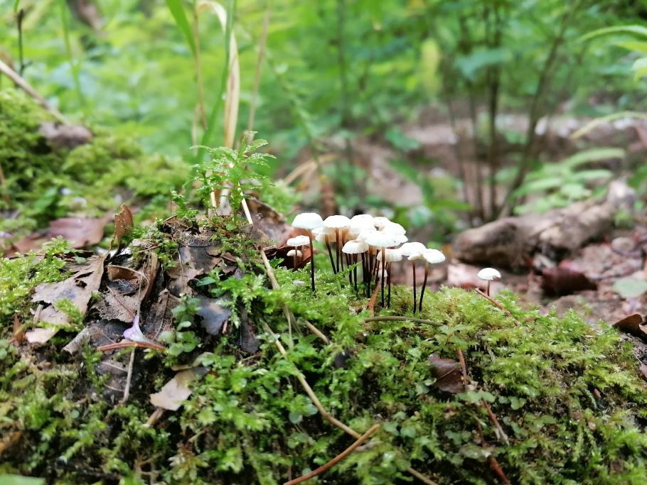 Die Feuchtigkeit vom Regen heute lässt die Pilze sprießen