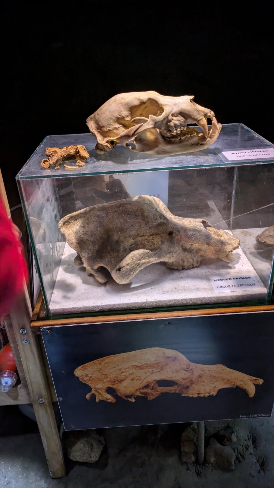 Oben der Kopf eines Braunbären, unten der doppelt so große Höhlenbär