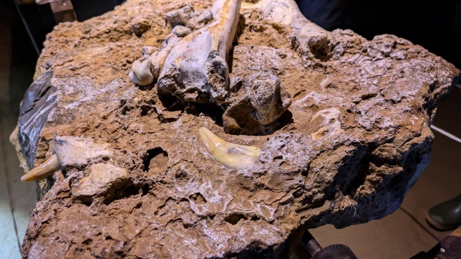 Knochen und Zähne wurden im Höhlenboden gut konserviert