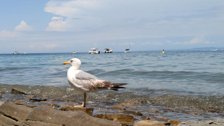 In den Buchten liegen etliche Yachten und Boote vor Anker