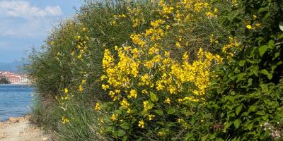 image from Strandtage