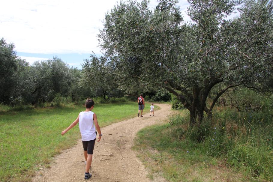 Durch den Olivenhain geht es zurück zum Strand