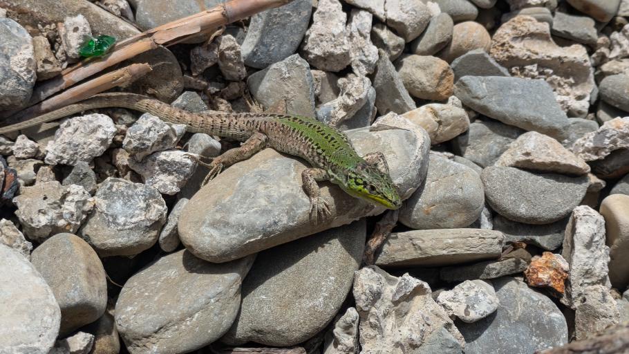Nicht nur wir genießen das warme Sommerwetter