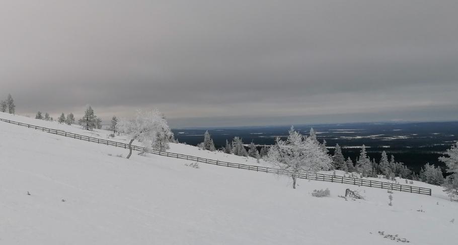 Weiter unten hat die feuchte Luft Eiskristalle an allen Bäumen hinterlassen