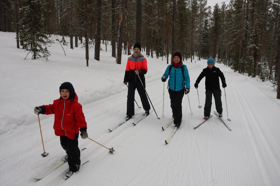 Quer durch den winterlichen Wald gehen breite Loipen