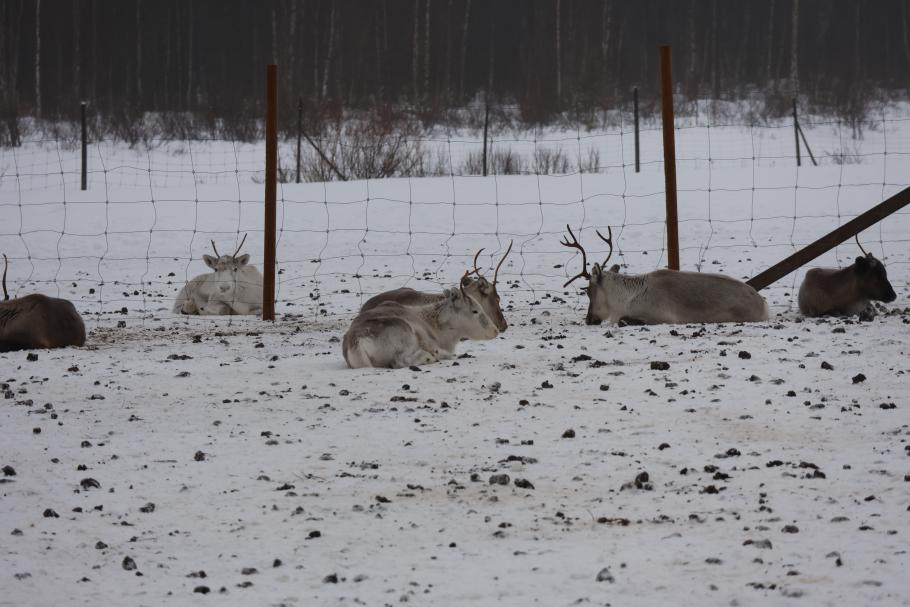 Am Supermarkt ist ein Rentiergehege. Leider liegen die Tiere nur faul im Schnee, anstatt für’s Foto zu posieren