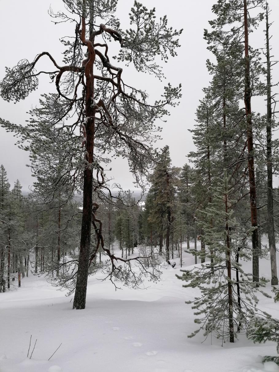 Ein weiterer winterlicher Wald