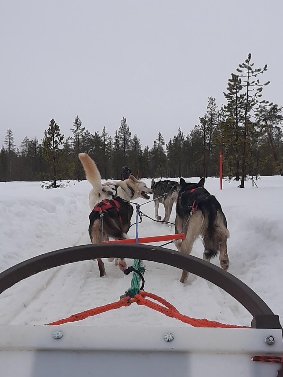 Los geht es. Die Hunde sind schon ganz wild darauf zu rennen