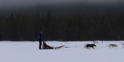 image from Schlittenhunde