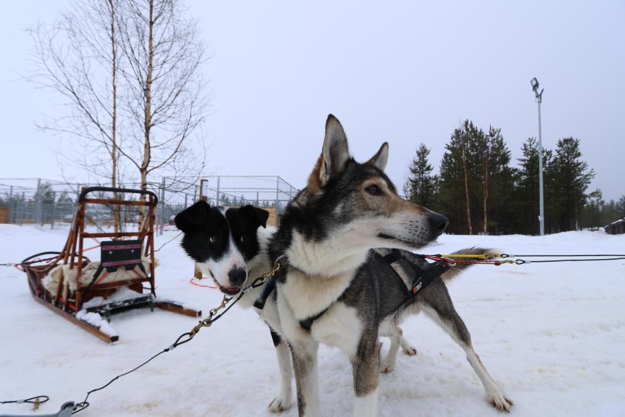 Die Leckerlies hinter uns sind wichtiger, als die Kamera